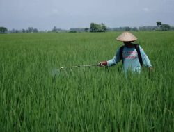 Ketahanan Pangan Terancam, Wereng Serang Lahan Padi di Tolai