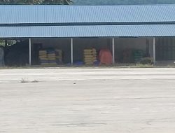 Petani Torue Timbun Ratusan Ton Gabah Akibat Tidak Ada Pembeli