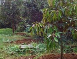 Petani Durian Montong Parimo Dorong Pembentukan Wilayah Perkebunan Terintegrasi