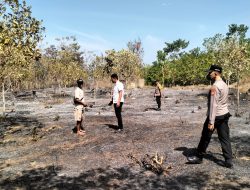 Si Jago Merah Lahap Areal Perkebun Mente Warga Parbar