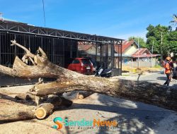 Warga Parigi Dihantui Pohon Tumbang, Korban Tertimbun Trambesi Bertambah